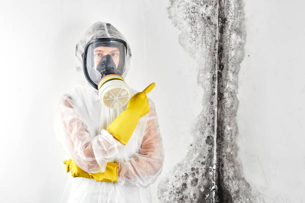 Best Mold Odor Removal Services  in Selden, NY