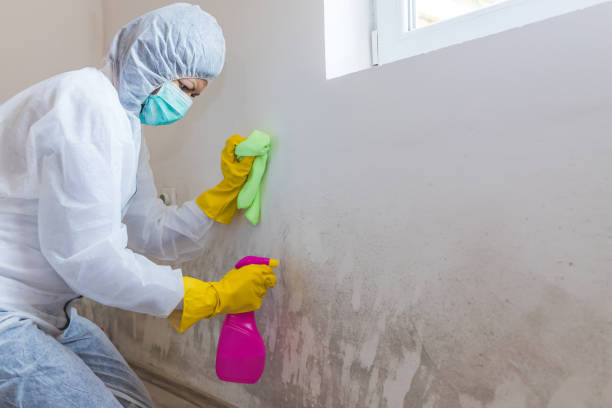 Trusted Selden, NY Mold Removal & Remediation Experts