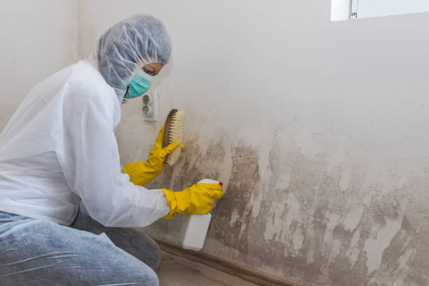 Best Asbestos and Lead Testing During Mold Inspection  in Selden, NY