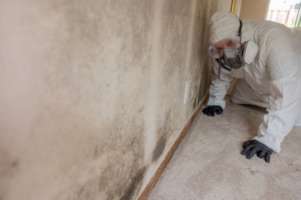 Best Commercial Mold Inspection  in Selden, NY