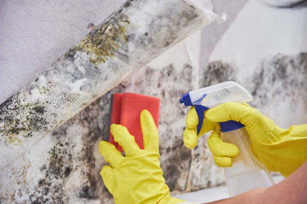 Best Environmental Consulting for Mold Prevention  in Selden, NY